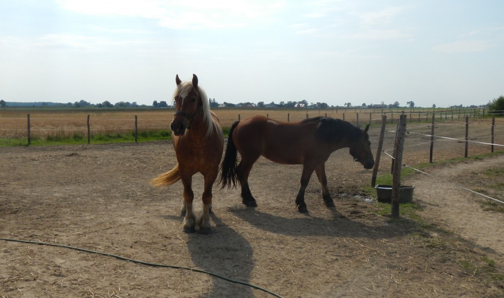 Kaśka i Baśka w stajni w Pigży :)