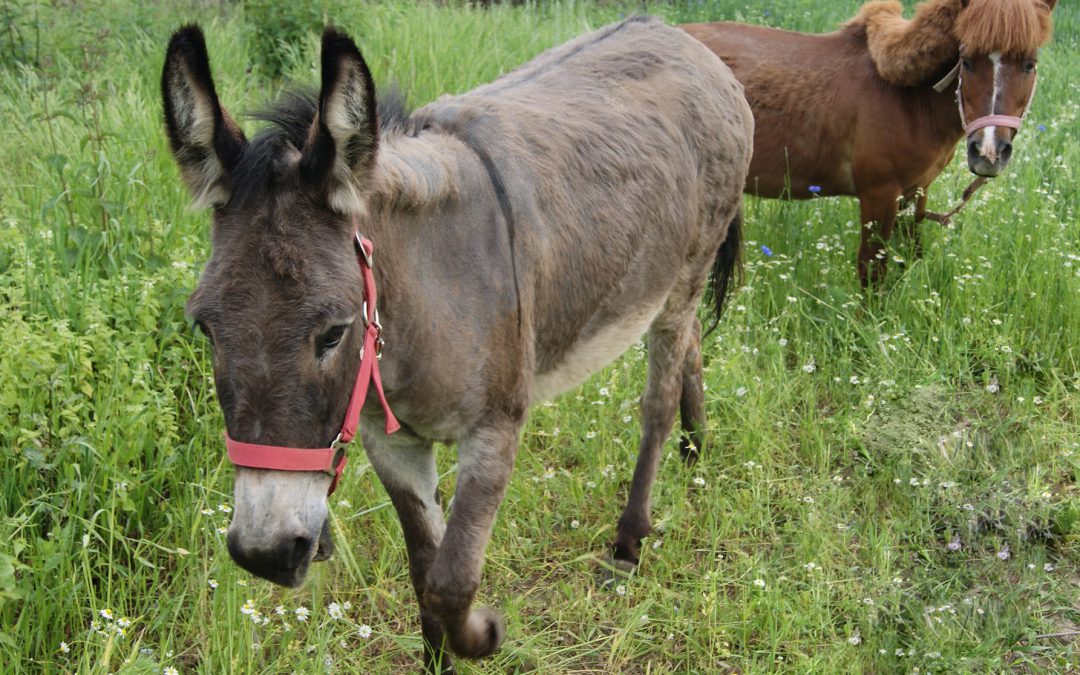 Nasza Marcysia jest już  bezpieczna w stajni pod Toruniem!