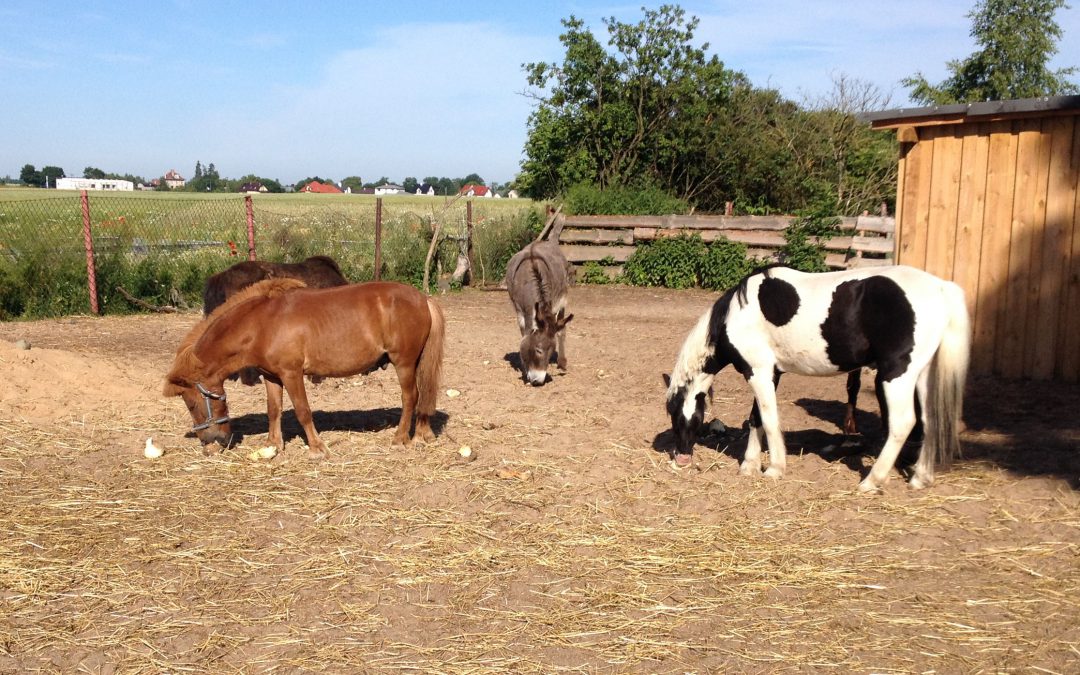 Kropek zawitał w Pigży!