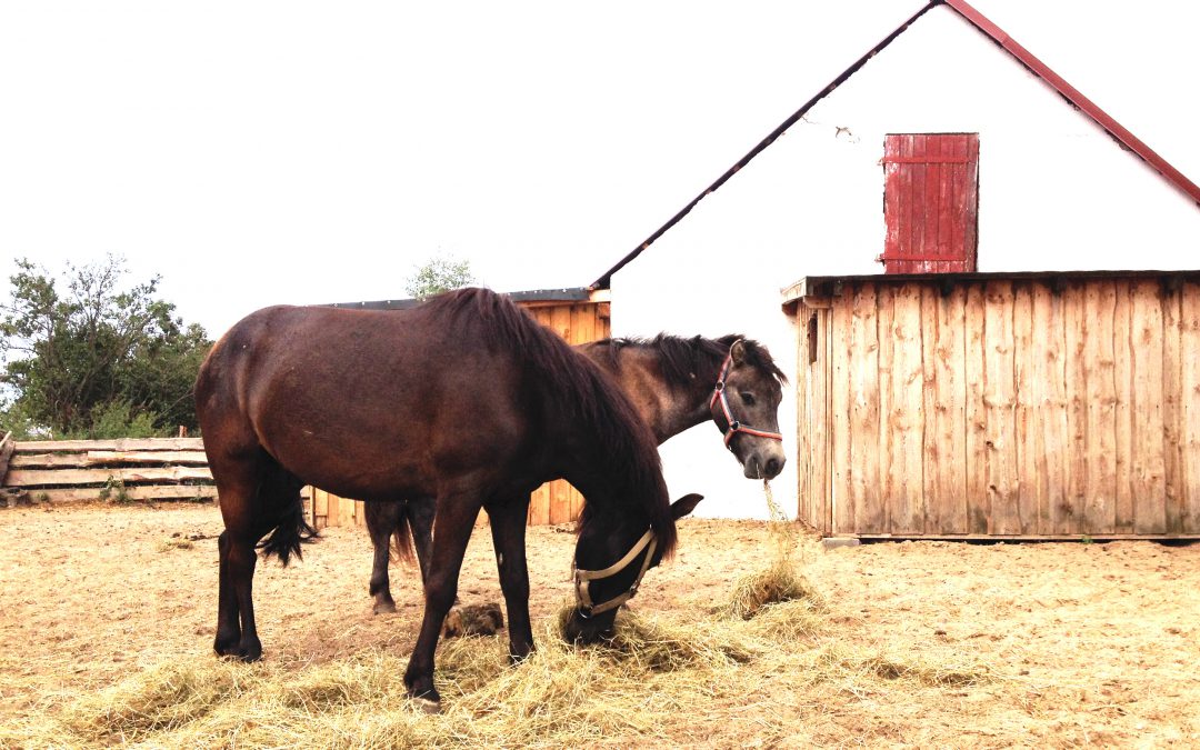 Bambi przyjechał do stajni w Pigży