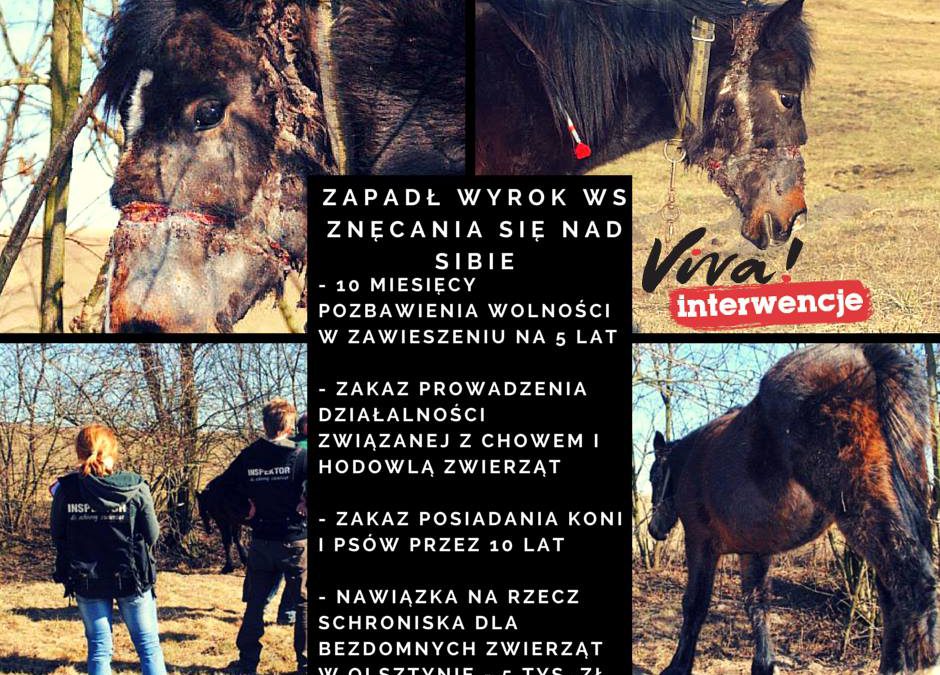 Wyrok w sprawie Siby – niestety w zawieszeniu