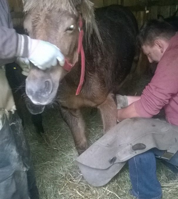 Arabelka do adopcji stacjonarnej. Po leczeniu jej stan bardzo się poprawił.