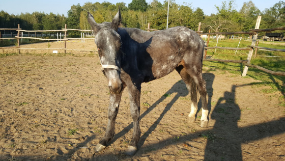 Zachęcamy do wsparcia akcji zaprzyjaźnionego domu tymczasowego.