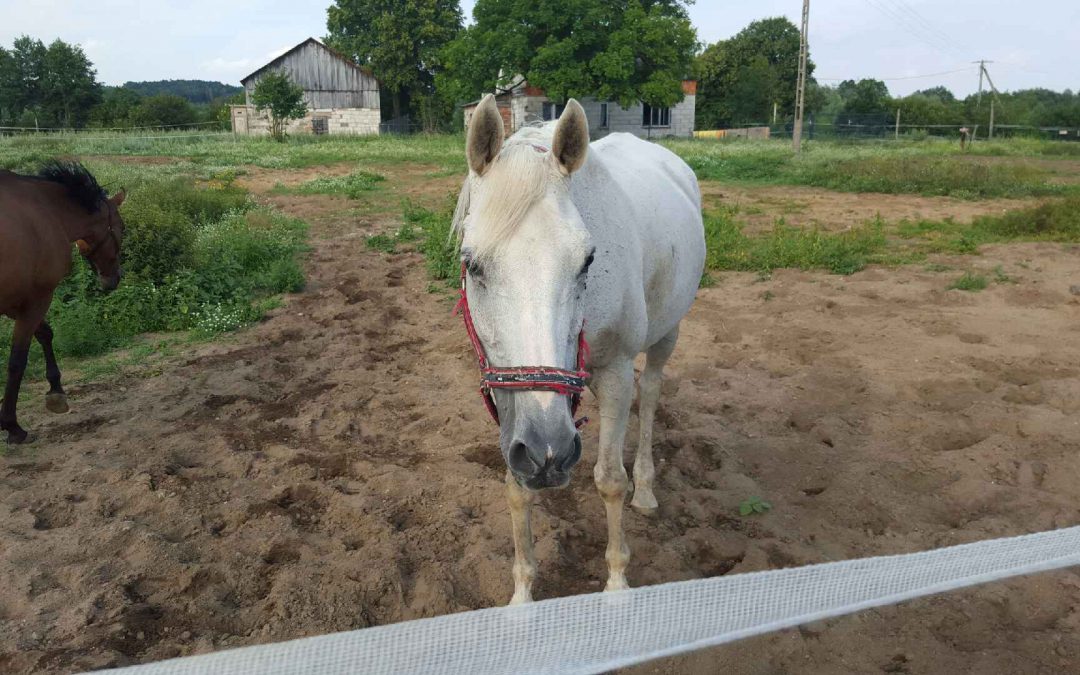 Lola szuka opiekuna wirtualnego