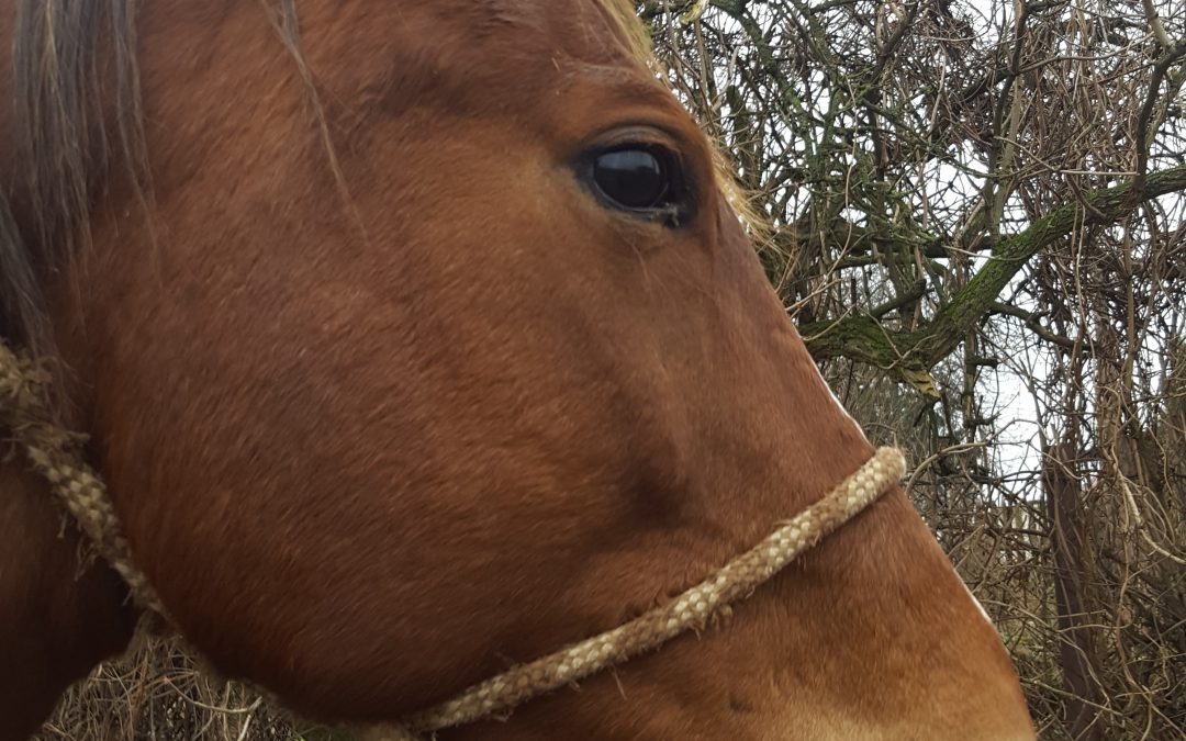 Antony w domu adopcyjnym kolo Poznania!