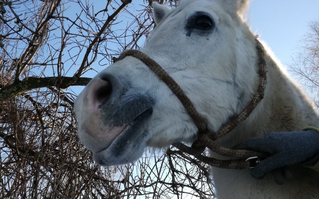 Inek w domu adopcyjnym koło Bydgoszczy!