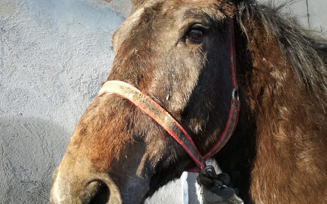 INEK W DOMU ADOPCYJNYM KOŁO OPOLA!