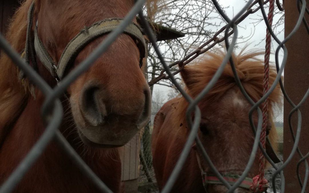 LENA I LARY POJECHAŁY DO DOMU ADOPCYJNEGO KOŁO ŁODZI!