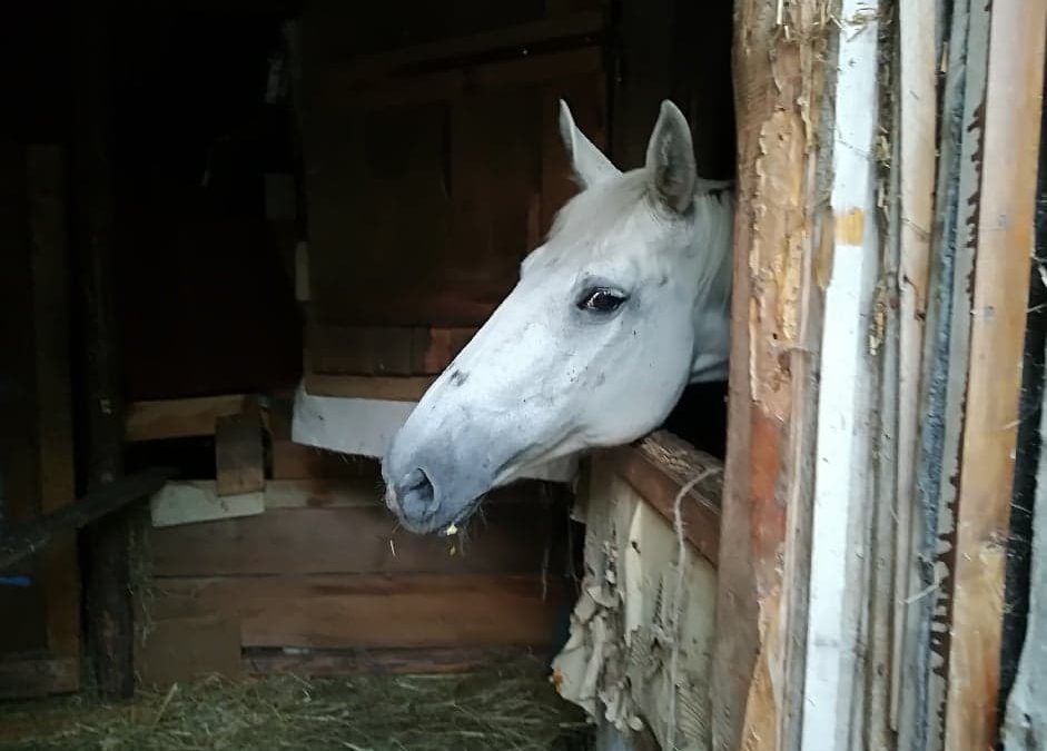 TINA JEST W SCHRONISKU W NASZYM SCHRONISKU! DZIĘKUJEMY!