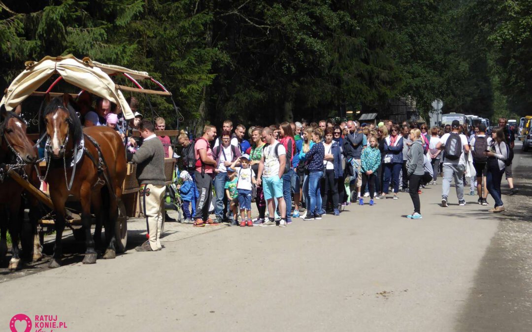 Brak kompromisu w sprawie koni z Morskiego Oka