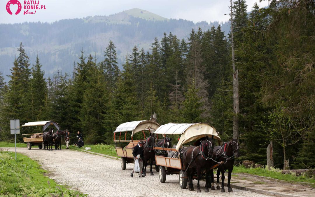 TPN wyda kilkaset tysięcy publicznych pieniędzy na pojazd dla furmanów