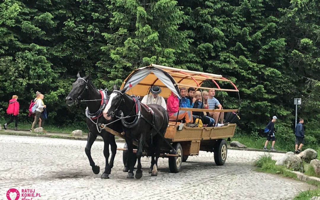 Konie wróciły na trasę do Morskiego Oka