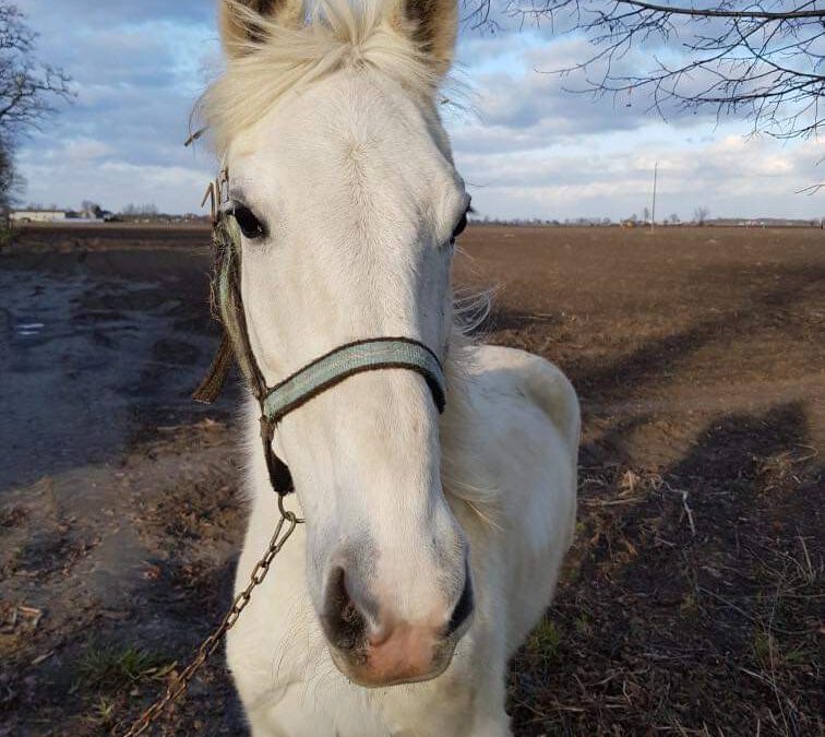 HERTA WYKUPIONA. DZIĘKUJEMY!