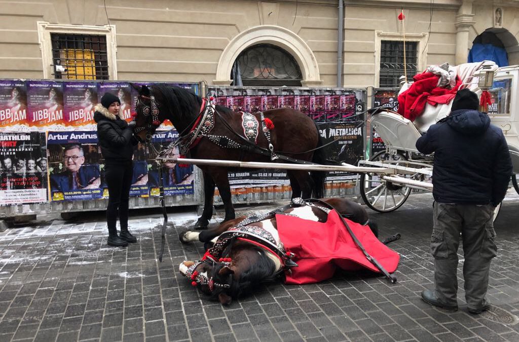 Pierwsze w historii zarzuty za znęcanie się koniem dorożkarskim w Krakowie