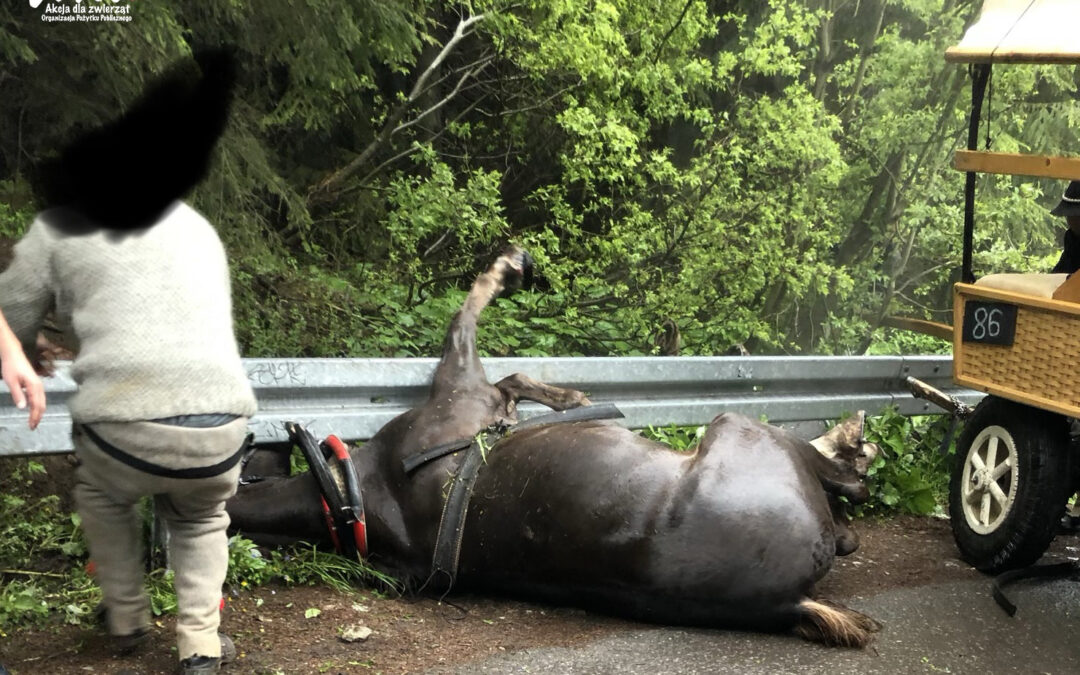 Tragiczny wypadek konia na trasie do Morskiego Oka