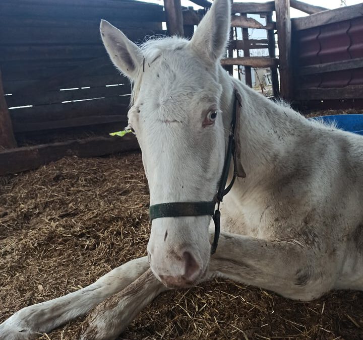 Tragedia źrebaczka, który został oddzielony od matki