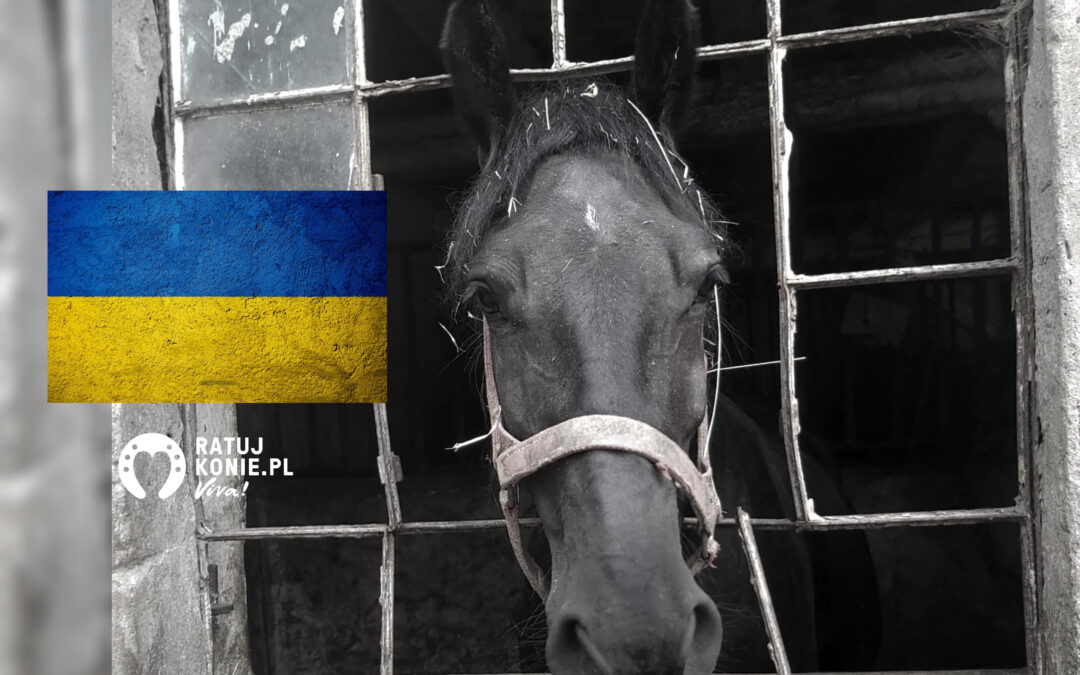 Ratujemy konie w Ukrainie!