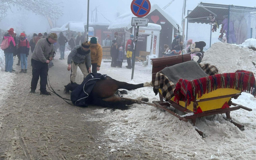 Kolejny wypadek konia w Zakopanem