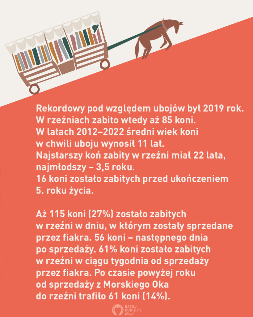 Konie z Morskiego Oka – aż 27% zginęło w rzeźniach w dniu sprzedaży przez fiakra