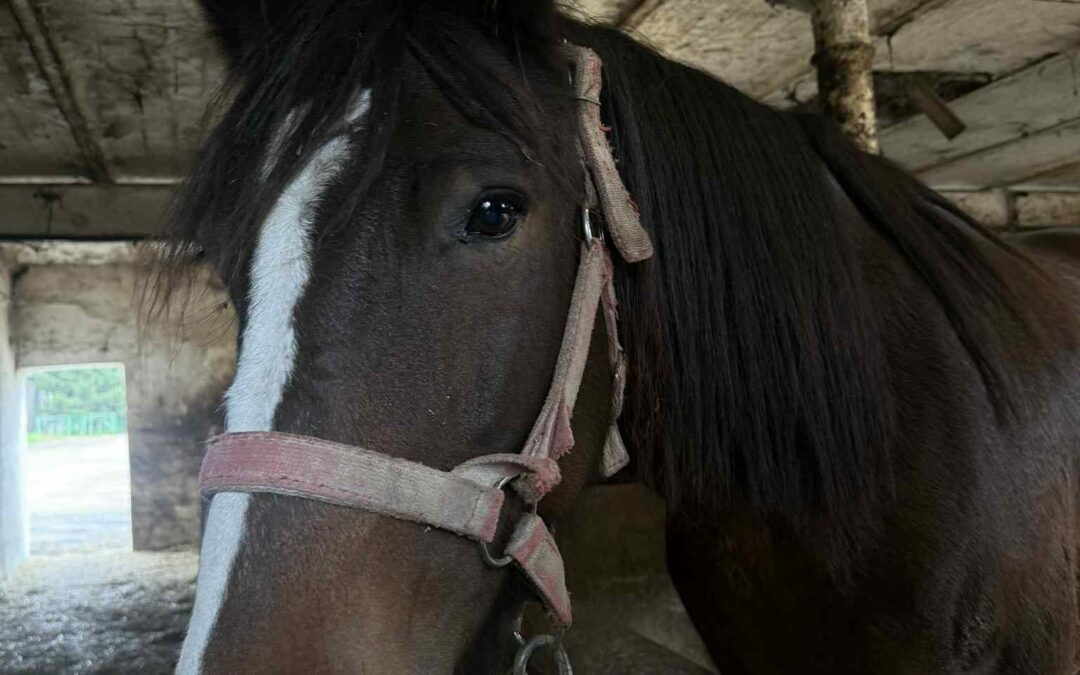 Amber trafi do rzeźni. Musimy ją wykupić!